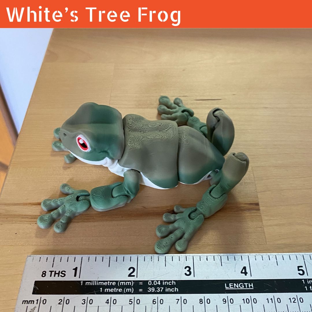 White's Tree Frog - Articulated Fidget